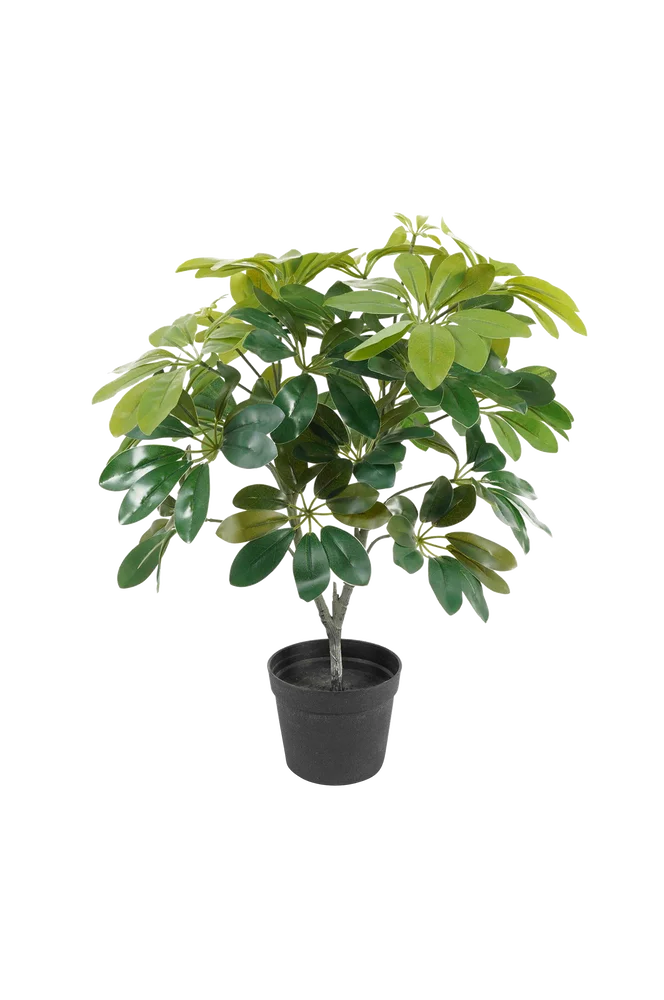 Kunstig plante Shefflera grønn – Grønn – Dekor | m v:444015