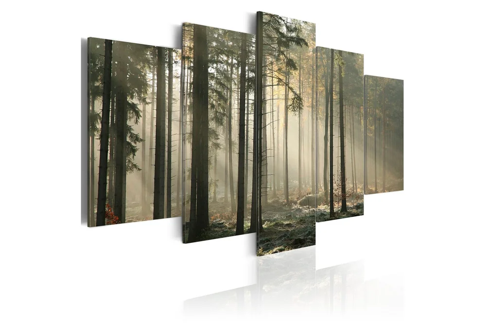 Bilde Light In A Dark Forest 100x50 v:8325751