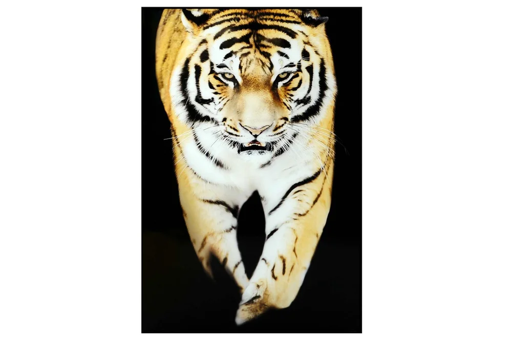 Tiger Bilde v:8780552