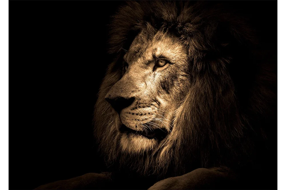 Bilde Lion v:3477152