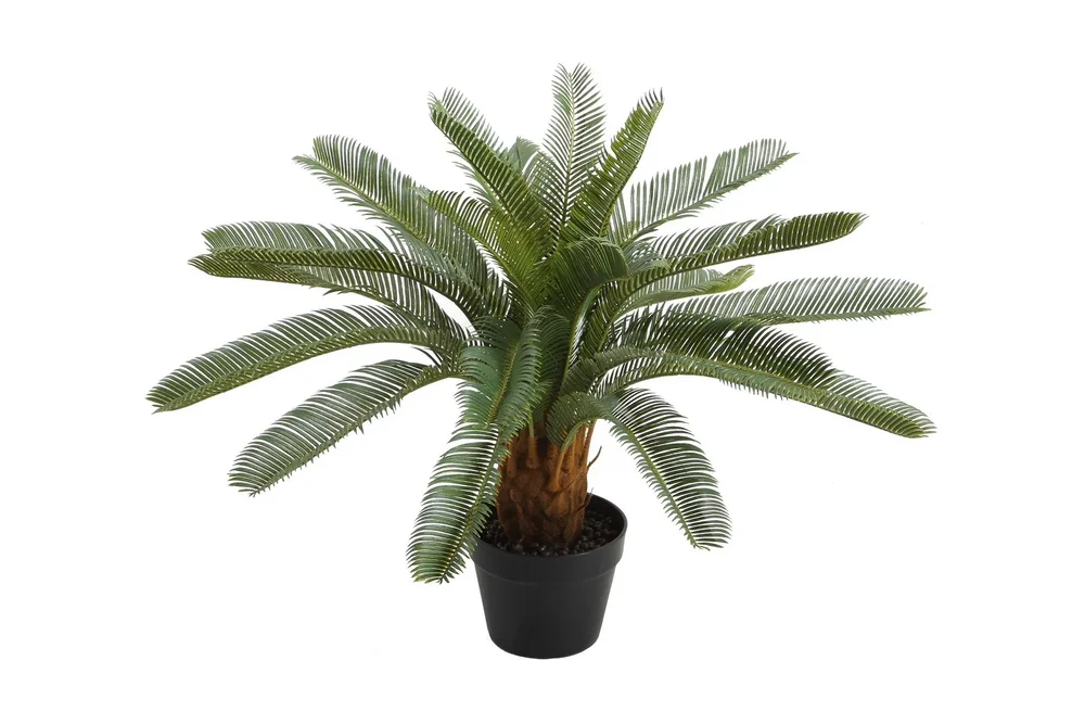 Plante CYCAS H70cm Med potte v:2103676