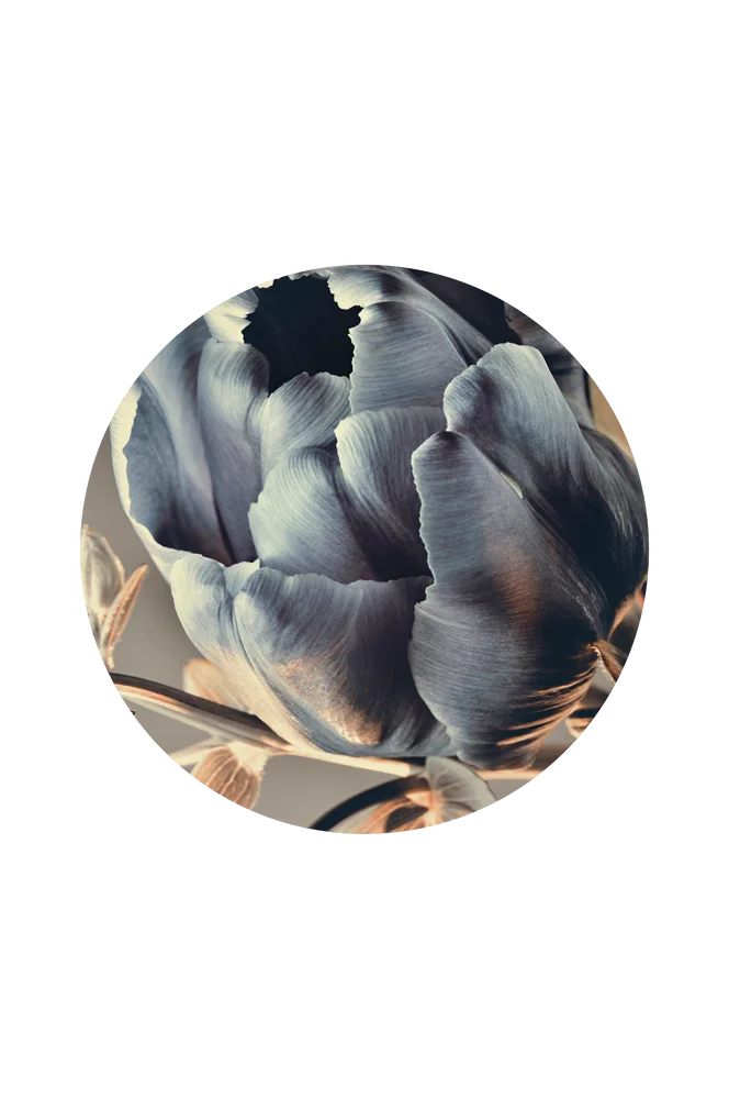 Bilde Baroque 3 – Blå – Dekor | m v:8567689 Bilde Baroque 3 – Blå – Dekor | m v:8567689