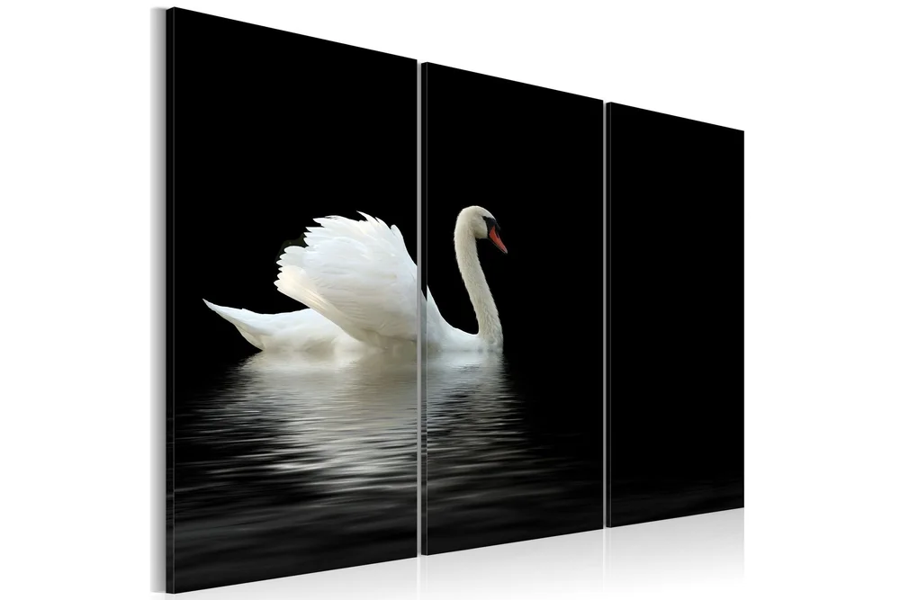 Bilde A Lonely White Swan 60×40 v:4143953 Bilde A Lonely White Swan 60×40 v:4143953
